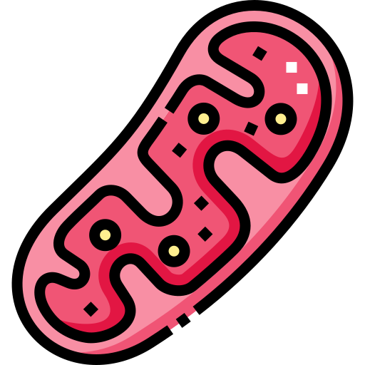mitocondria